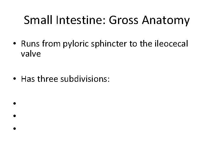 Small Intestine: Gross Anatomy • Runs from pyloric sphincter to the ileocecal valve •