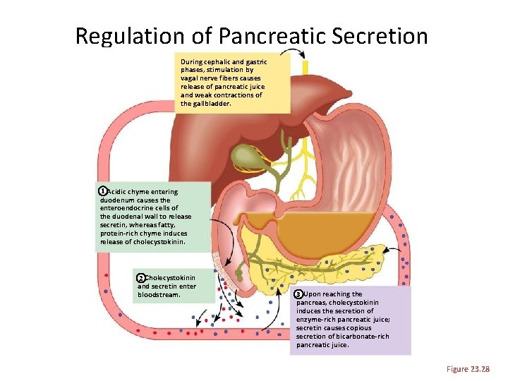 Regulation of Pancreatic Secretion During cephalic and gastric phases, stimulation by vagal nerve fibers