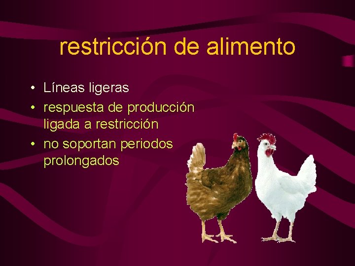 restricción de alimento • Líneas ligeras • respuesta de producción ligada a restricción •