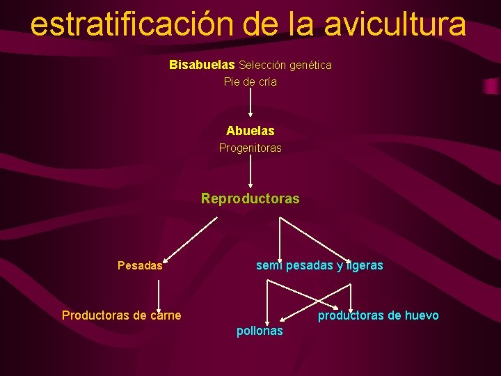 estratificación de la avicultura Bisabuelas Selección genética Pie de cría Abuelas Progenitoras Reproductoras Pesadas