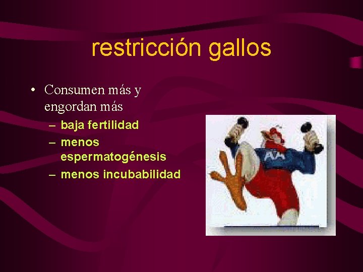 restricción gallos • Consumen más y engordan más – baja fertilidad – menos espermatogénesis