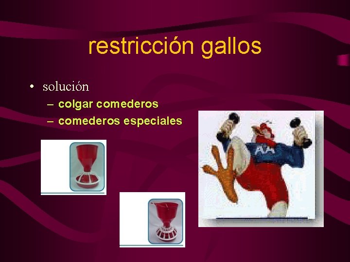 restricción gallos • solución – colgar comederos – comederos especiales 