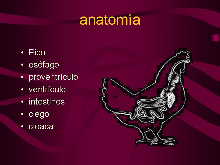 anatomía • • Pico esófago proventrículo intestinos ciego cloaca 