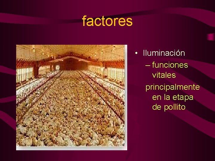 factores • Iluminación – funciones vitales principalmente en la etapa de pollito 