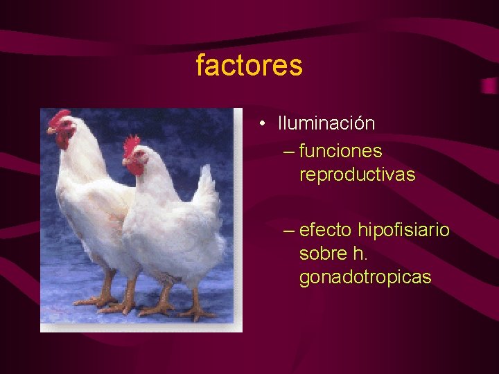 factores • Iluminación – funciones reproductivas – efecto hipofisiario sobre h. gonadotropicas 