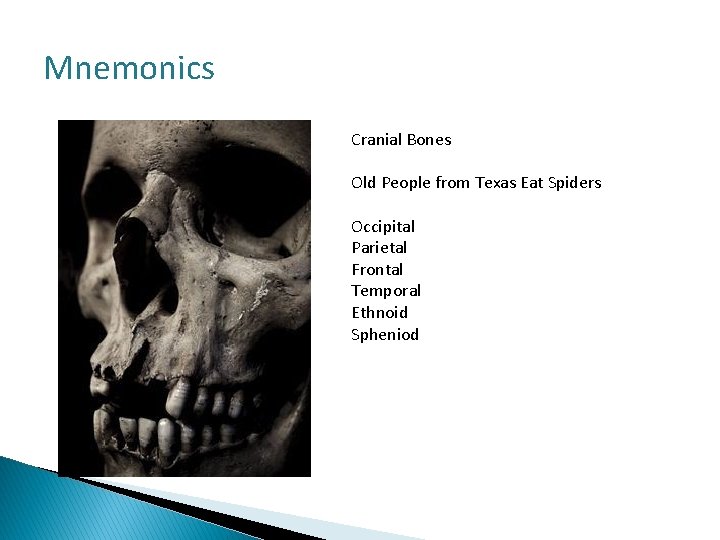 Mnemonics Cranial Bones Old People from Texas Eat Spiders Occipital Parietal Frontal Temporal Ethnoid