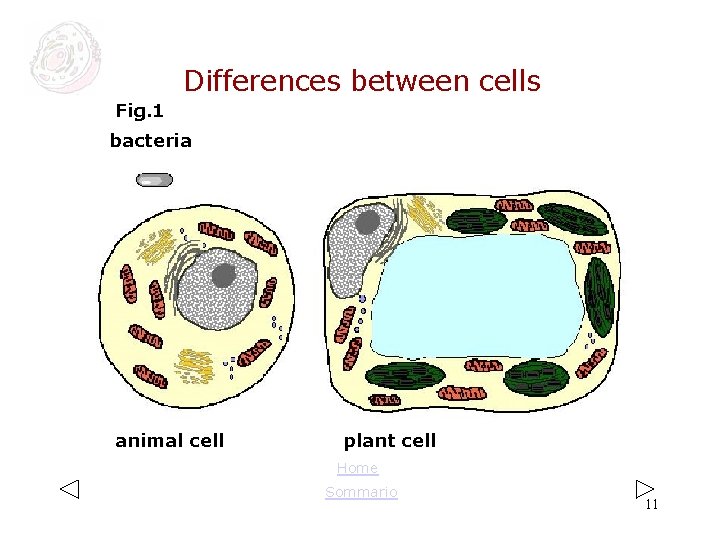 Differences between cells Fig. 1 bacteria animal cell plant cell Home Sommario 11 Differences between cells Fig. 1 bacteria animal cell plant cell Home Sommario 11