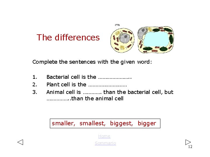 The differences Complete the sentences with the given word: 1. 2. 3. Bacterial cell The differences Complete the sentences with the given word: 1. 2. 3. Bacterial cell