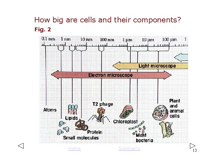 How big are cells and their components? Fig. 2 Home Sommario 13 How big are cells and their components? Fig. 2 Home Sommario 13