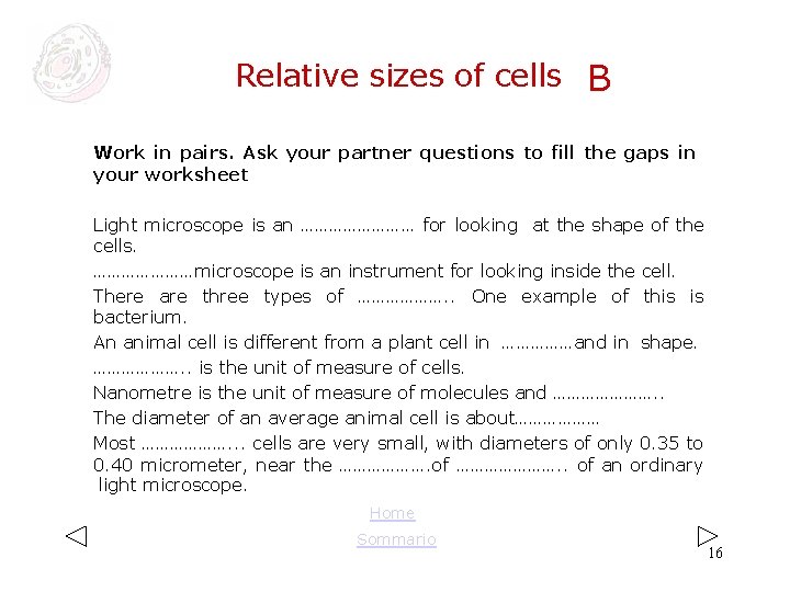 Relative sizes of cells B Work in pairs. Ask your partner questions to fill Relative sizes of cells B Work in pairs. Ask your partner questions to fill