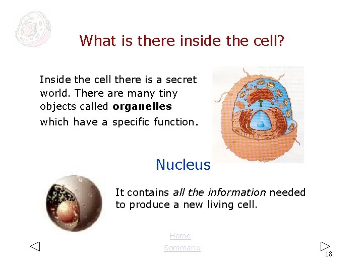 What is there inside the cell? Inside the cell there is a secret world. What is there inside the cell? Inside the cell there is a secret world.