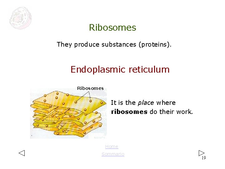 Ribosomes They produce substances (proteins). Endoplasmic reticulum Ribosomes It is the place where ribosomes Ribosomes They produce substances (proteins). Endoplasmic reticulum Ribosomes It is the place where ribosomes