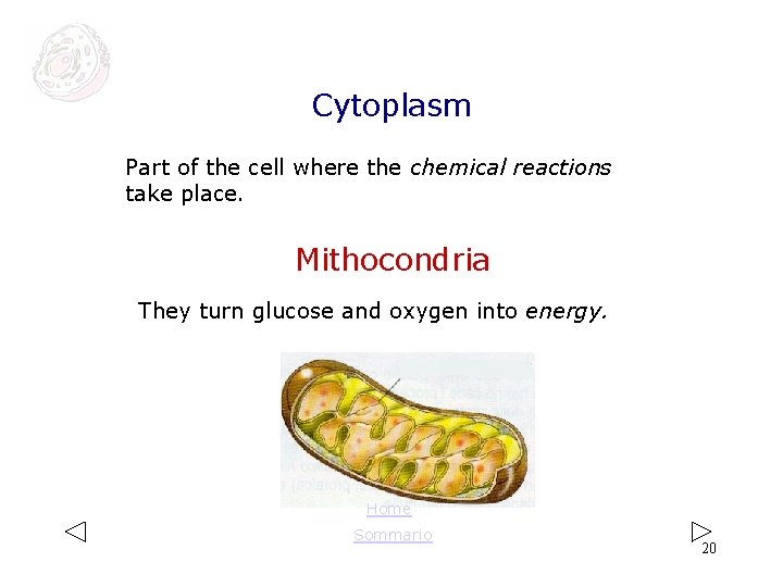 Cytoplasm Part of the cell where the chemical reactions take place. Mithocondria They turn Cytoplasm Part of the cell where the chemical reactions take place. Mithocondria They turn
