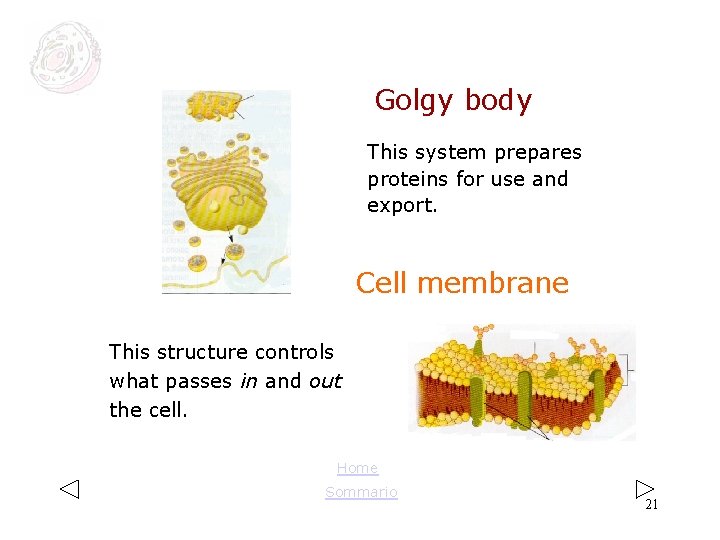 Golgy body This system prepares proteins for use and export. Cell membrane This structure Golgy body This system prepares proteins for use and export. Cell membrane This structure
