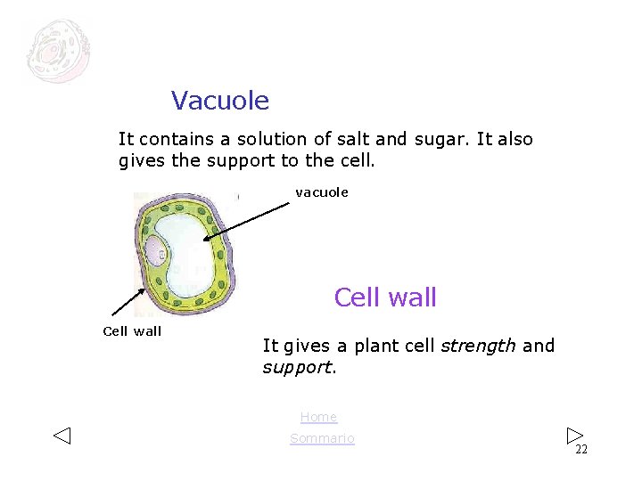 Vacuole It contains a solution of salt and sugar. It also gives the Vacuole It contains a solution of salt and sugar. It also gives the