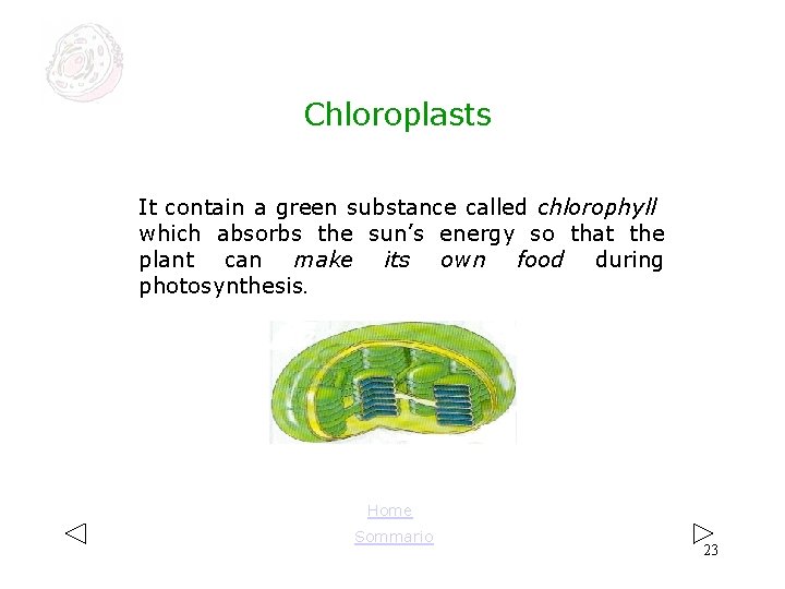 Chloroplasts It contain a green substance called chlorophyll which absorbs the sun’s energy Chloroplasts It contain a green substance called chlorophyll which absorbs the sun’s energy