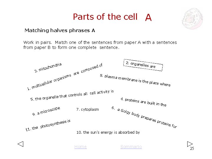 Parts of the cell A Matching halves phrases A Work in pairs. Match one Parts of the cell A Matching halves phrases A Work in pairs. Match one