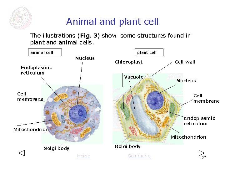 Animal and plant cell The illustrations (Fig. 3) show some structures found in plant Animal and plant cell The illustrations (Fig. 3) show some structures found in plant
