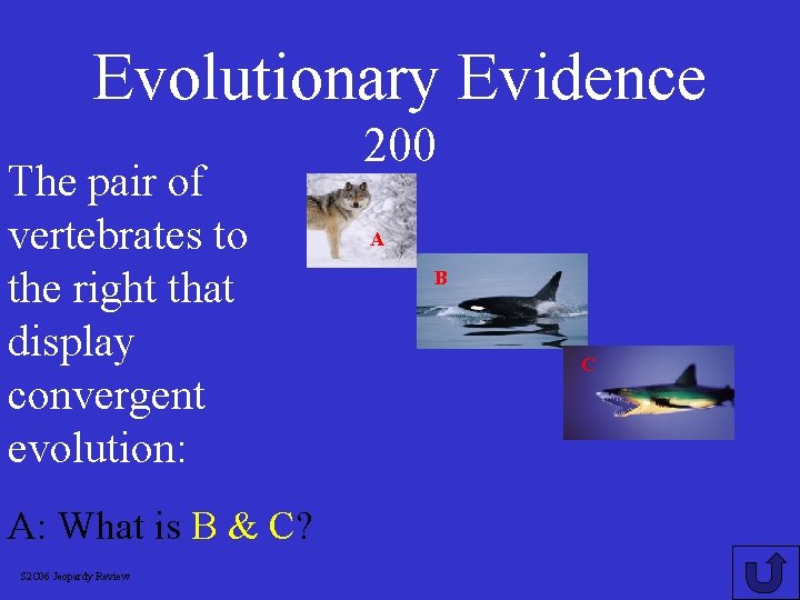 Evolutionary Evidence The pair of vertebrates to the right that display convergent evolution: A: