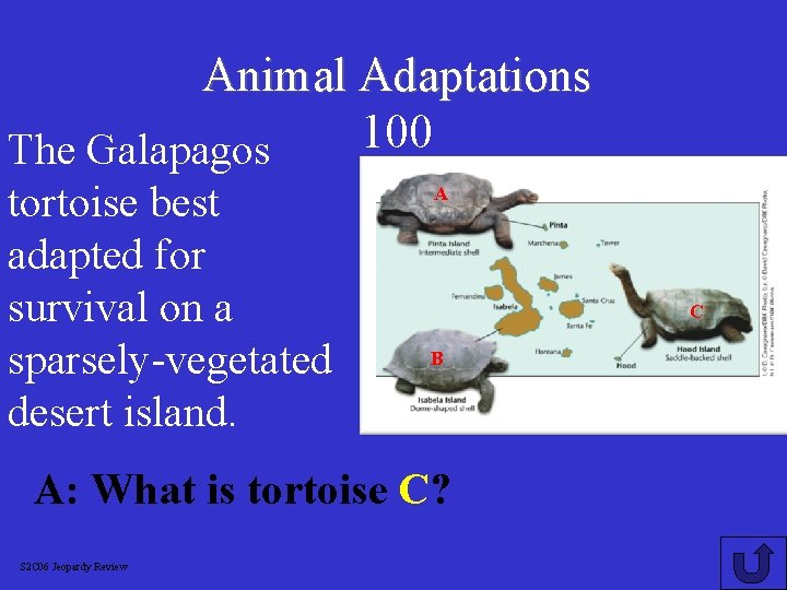 Animal Adaptations 100 The Galapagos tortoise best adapted for survival on a sparsely-vegetated desert