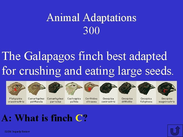 Animal Adaptations 300 The Galapagos finch best adapted for crushing and eating large seeds.