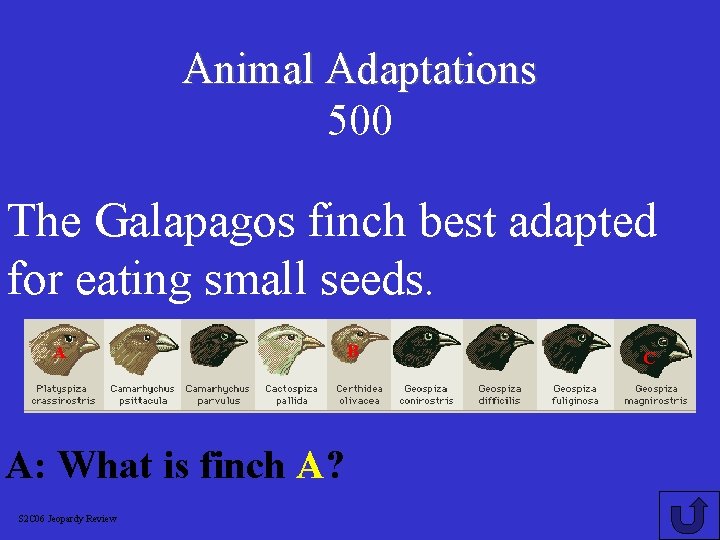 Animal Adaptations 500 The Galapagos finch best adapted for eating small seeds. A A: