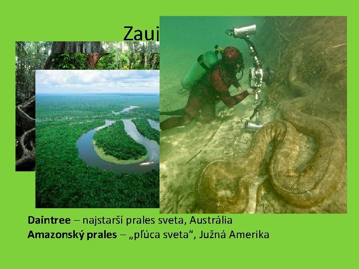 Zaujímavosti Daintree – najstarší prales sveta, Austrália Amazonský prales – „pľúca sveta“, Južná Amerika