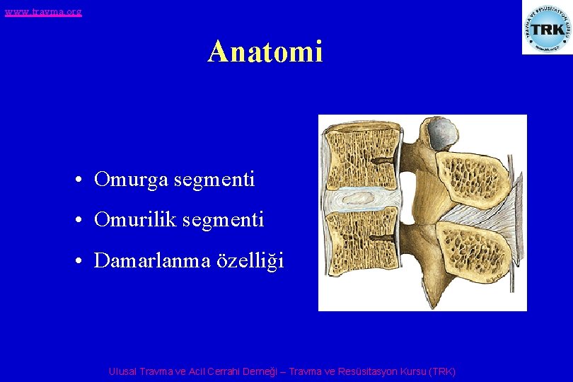 www. travma. org Anatomi • Omurga segmenti • Omurilik segmenti • Damarlanma özelliği Ulusal