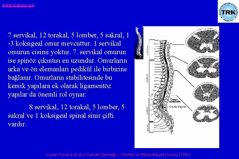 www. travma. org 7 servikal, 12 torakal, 5 lomber, 5 sakral, 1 -3 koksigeal