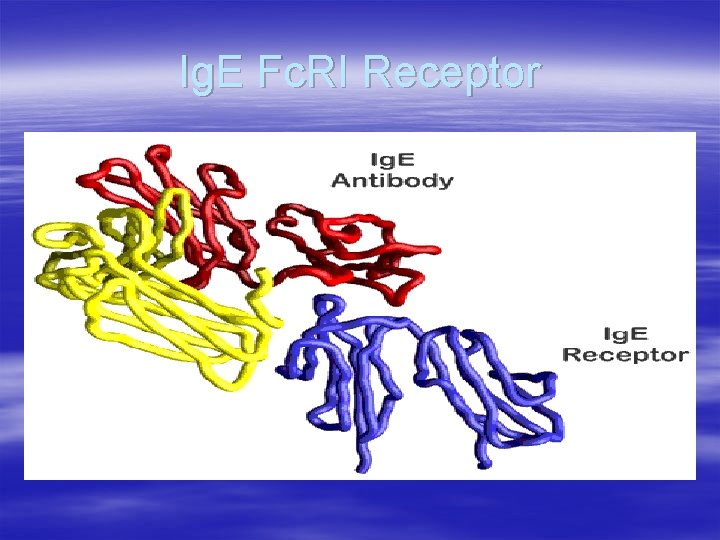Ig. E Fc. RI Receptor 