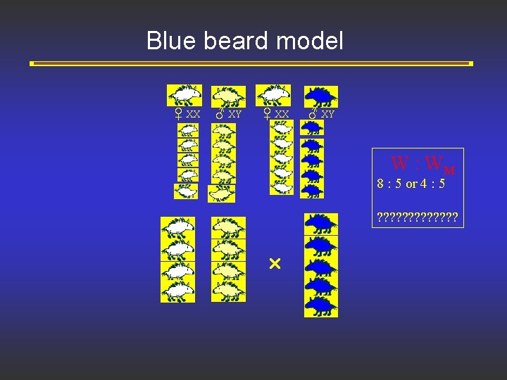 Blue beard model ♀ XX ♂ XY W : WM 8 : 5 or