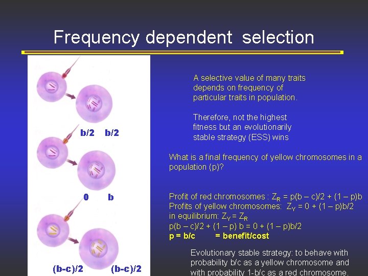 Frequency dependent selection A selective value of many traits depends on frequency of particular