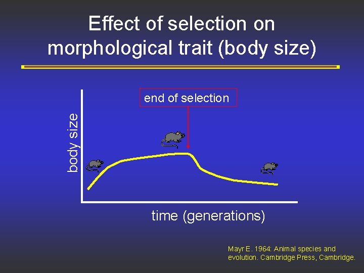 Effect of selection on morphological trait (body size) body size end of selection time