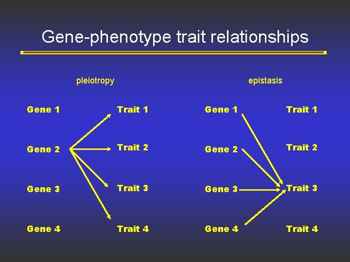 Gene-phenotype trait relationships pleiotropy epistasis Gene 1 Trait 1 Gene 2 Trait 2 Gene