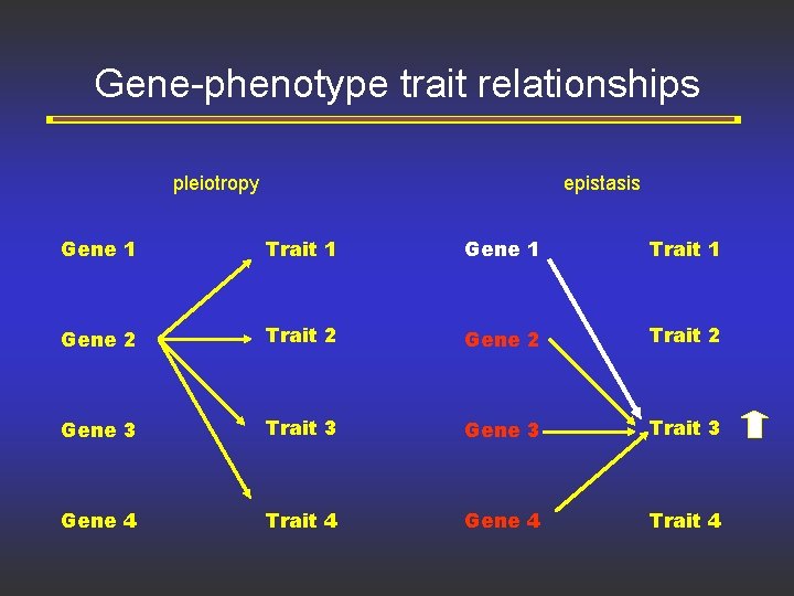 Gene-phenotype trait relationships pleiotropy epistasis Gene 1 Trait 1 Gene 2 Trait 2 Gene
