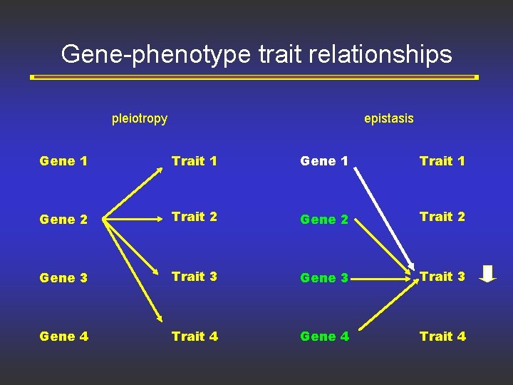 Gene-phenotype trait relationships pleiotropy epistasis Gene 1 Trait 1 Gene 2 Trait 2 Gene