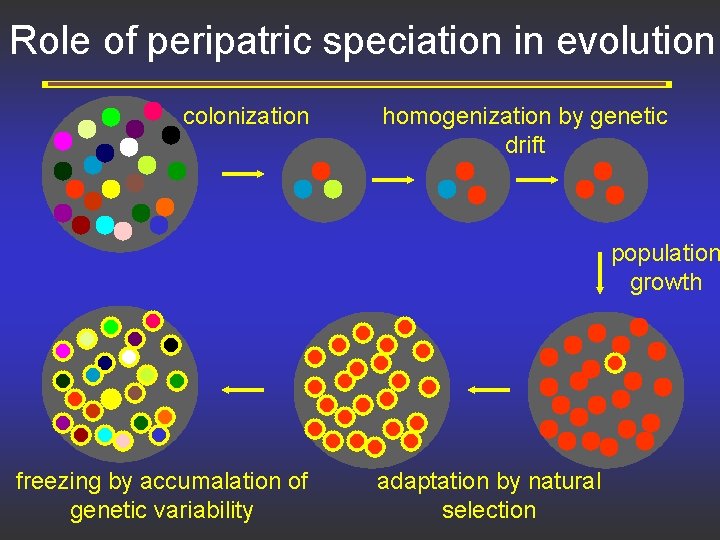 Role of peripatric speciation in evolution colonization homogenization by genetic drift population growth freezing