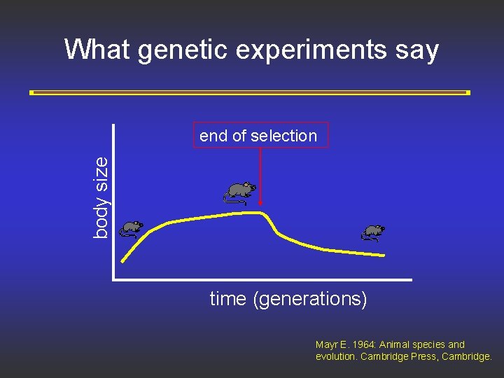 What genetic experiments say body size end of selection time (generations) Mayr E. 1964: