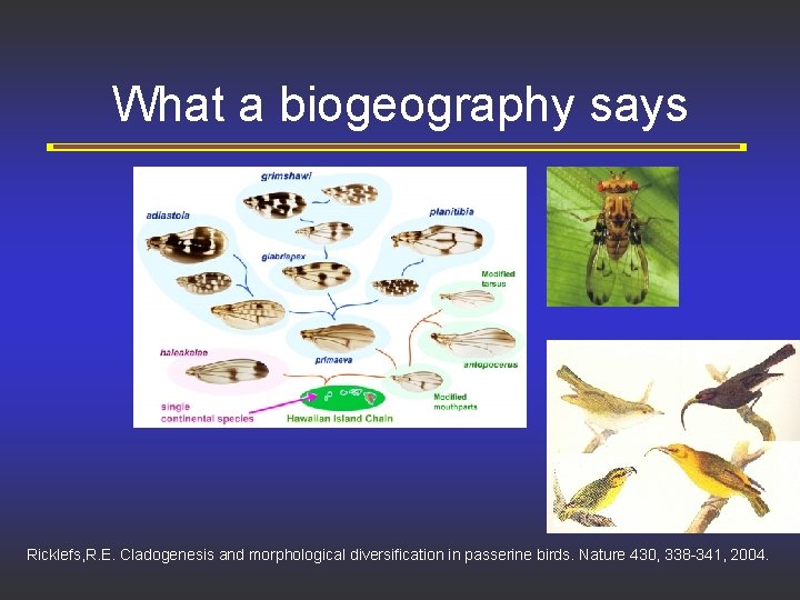 What a biogeography says Ricklefs, R. E. Cladogenesis and morphological diversification in passerine birds.