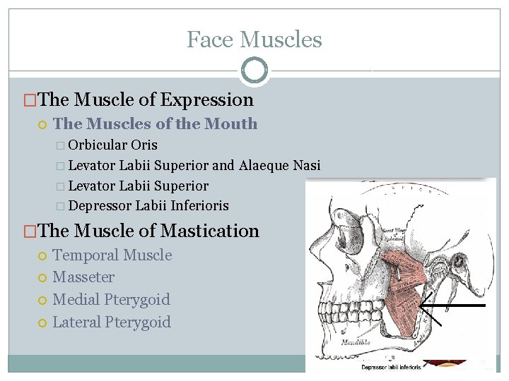 Face Muscles �The Muscle of Expression The Muscles of the Mouth � Orbicular Oris