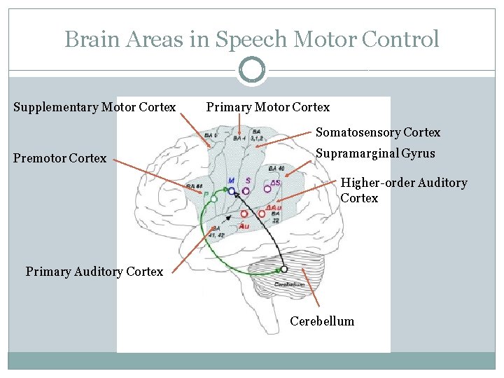 Brain Areas in Speech Motor Control Supplementary Motor Cortex Primary Motor Cortex Somatosensory Cortex