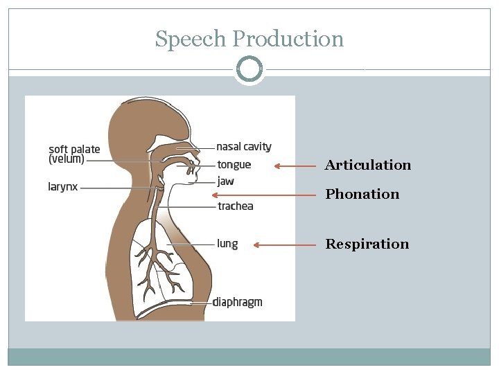 Speech Production Articulation Phonation Respiration 
