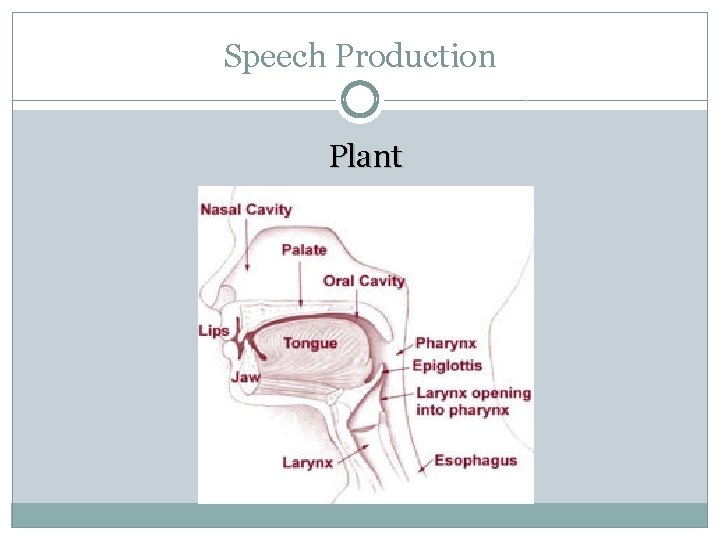 Speech Production Plant 
