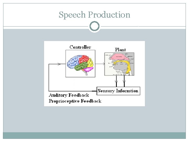 Speech Production 