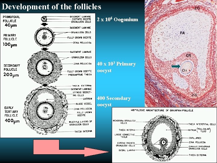 Development of the follicles 2 x 106 Oogonium 40 x 103 Primary oocyst 400