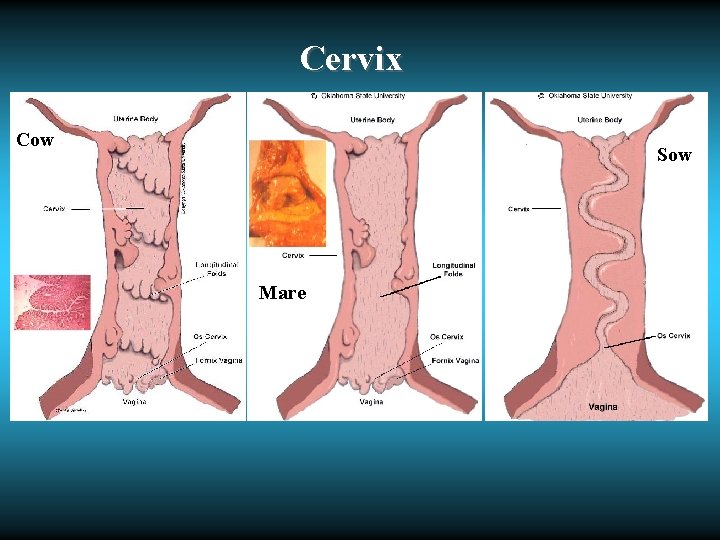 Cervix Cow Sow Mare 