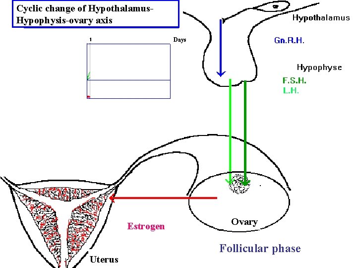 Cyclic change of Hypothalamus. Hypophysis-ovary axis Days Estrogen Uterus Ovary Follicular phase 