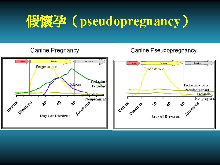 假懷孕（pseudopregnancy） 