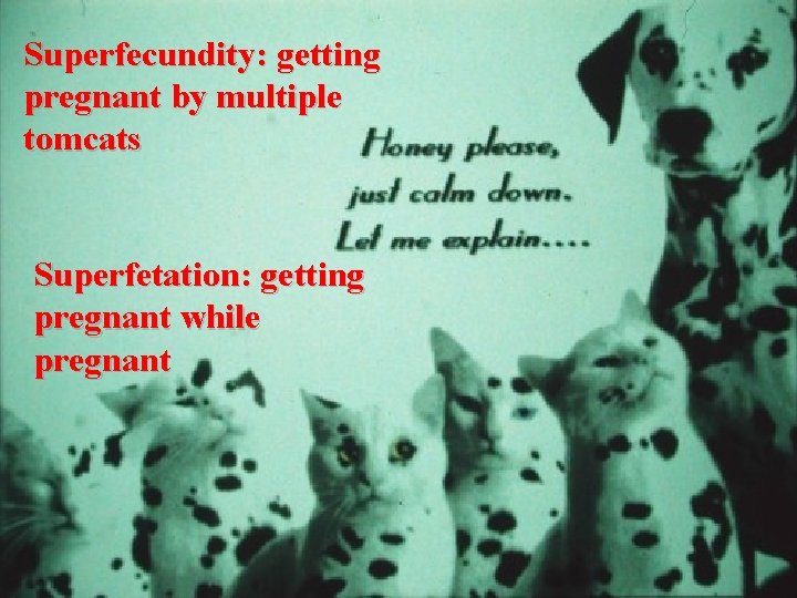 Superfecundity: getting pregnant by multiple tomcats Superfetation: getting pregnant while pregnant 