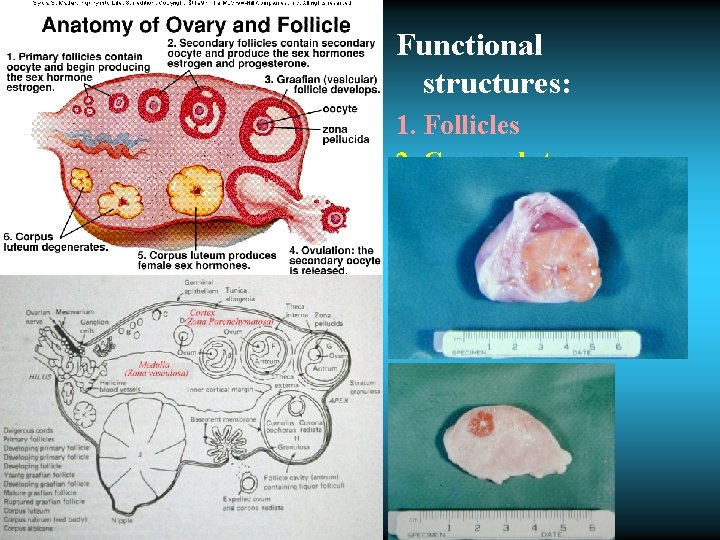 Functional structures: 1. Follicles 2. Corpus luteum 
